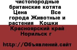 чистопородные британские котята › Цена ­ 10 000 - Все города Животные и растения » Кошки   . Красноярский край,Норильск г.